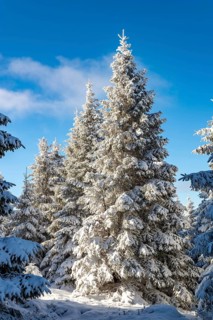 Spruces (Picea abies) in a densely snow-covered coniferous forest under a blue sky on a sunny day