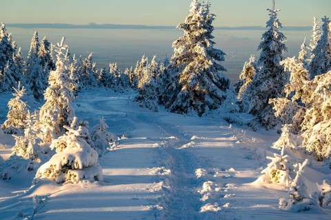 Idyllic, winding path through a wintery snow-covered coniferous forest in the light of dusk,
