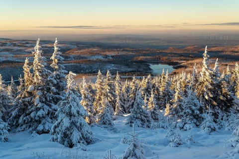 Wide view over the snow-covered spruces (Picea abies) of a coniferous forest to the hilly winter
