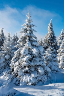 Picturesque spruces (Picea abies) in a densely snow-covered coniferous forest under a blue sky on a