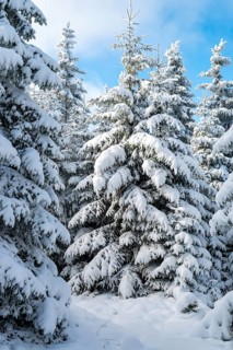 Group of winter spruces (Picea abies) in a densely snow-covered coniferous forest under a blue sky,