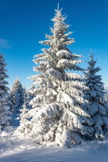 Spruce (Picea abies) in beautiful sunlight in a densely snow-covered coniferous forest under a