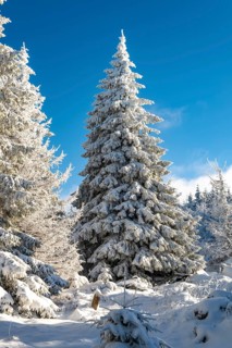 Impressive spruce (Picea abies) in a densely snow-covered coniferous forest under a clear blue sky