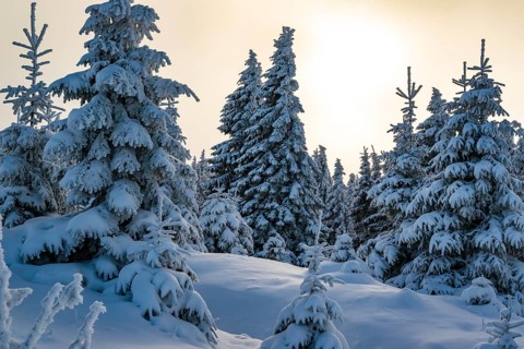 Picturesque winter landscape with snow-covered spruces (Picea abies) in a coniferous forest, bathed
