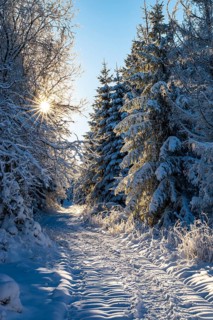 A sun star shines through the branches of deciduous and coniferous trees along a hiking trail on a