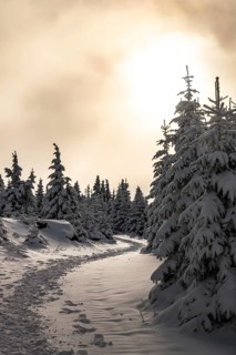 A picturesque trail snakes through a wintery snow-covered coniferous forest under a hazy sky in the