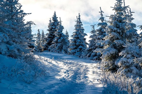 Scenic trail through a snowy coniferous forest in atmospheric light, Heinrich-Heine-Weg hiking