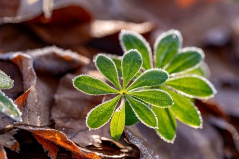Close-up of the star-shaped leaves of woodruff (Galium odoratum) covered with frost on old autumn