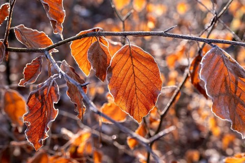 Close-up of branches of a beech (Fagus) with autumnal red-brown coloured leaves covered with frost