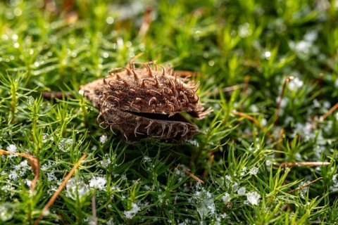 Macro photograph of the empty fruit cup or seed capsule of beechnuts of a copper beech (Fagus