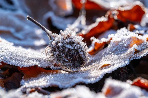 Macro photograph of the empty fruit cup or seed capsule of beechnuts of a copper beech (Fagus