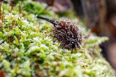 Macro photograph of the empty fruit cup or seed capsule of beechnuts of a copper beech (Fagus
