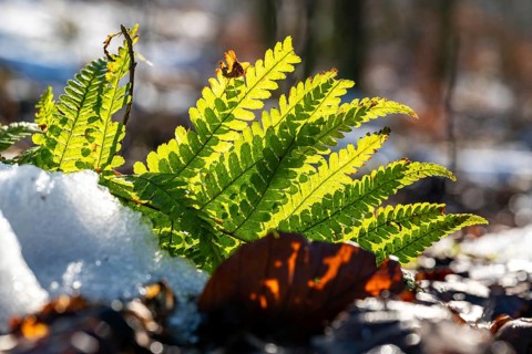 Macro shot of a small fern frond in backlight, surrounded by snow on forest floor, Germany