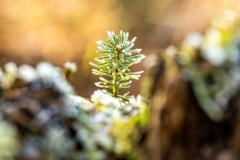 Close-up of a small pine sprout covered with frost at the bottom of a forest, blurred background,