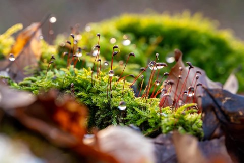Macro photograph of deciduous moss (Bryophyta) with sporophytes, wetted with water droplets