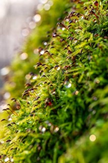 Macro photograph of deciduous moss (Bryophyta) with sporophytes, wetted with water droplets