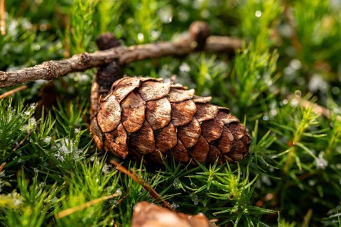 Close-up of the cone of a European larch (Larix decidua) on green lady's moss (Polytrichum commune)
