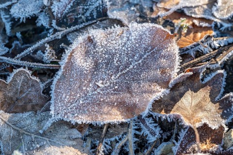 Close-up of a beech leaf (Fagus) covered with frost and ice crystals on the ground of a winter