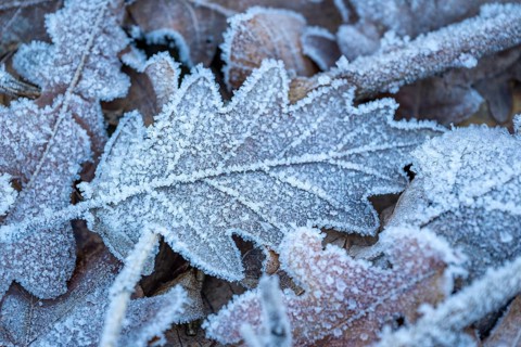 Close-up of an oak leaf (Quercus) covered with frost and ice crystals on the ground of a winter