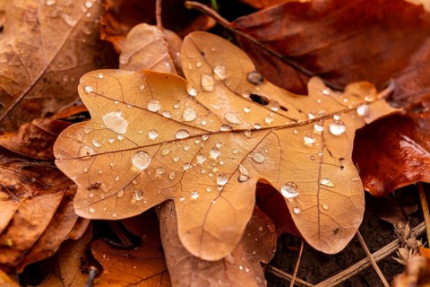 Close-up of the leaf of an oak (Quercus) in autumnal brown colouring on the ground of a forest,