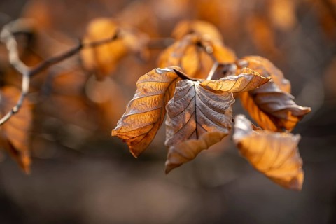 Close-up of the branch of a beech (Fagus sylvatica) with autumnal yellow-orange leaves shining in