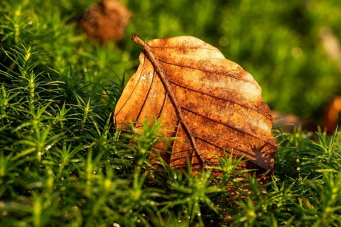 Close-up of an autumnal brown coloured leaf on green lady's moss (Polytrichum commune) in the