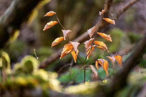 Young beech (Fagus) with dried, golden-brown leaves glowing in the soft forest light, surrounded by