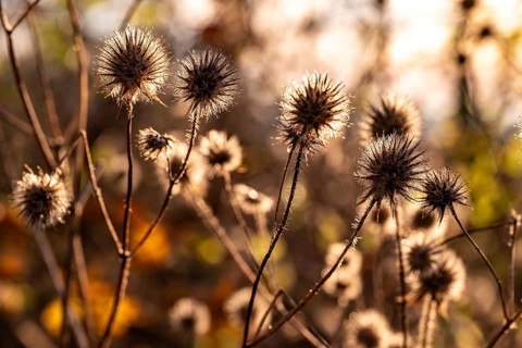 Dry thistles (Echinops) Dry fruiting stems of the hairy teasel (Dipsacus pilosus) glow in autumn