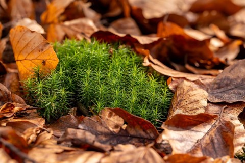Common haircap moss (Polytrichum commune) grows among old autumn leaves on the forest floor,