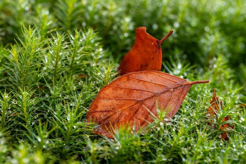 Close-up of autumnal brown coloured leaves on green lady's moss (Polytrichum commune) wetted with