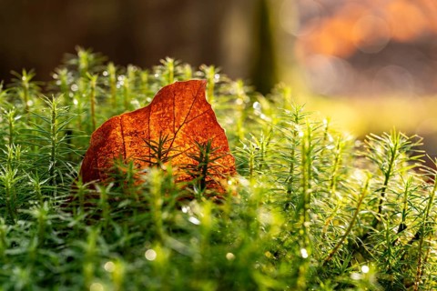 Close-up of an autumnal brown coloured leaf amidst green lady's moss (Polytrichum commune) wetted