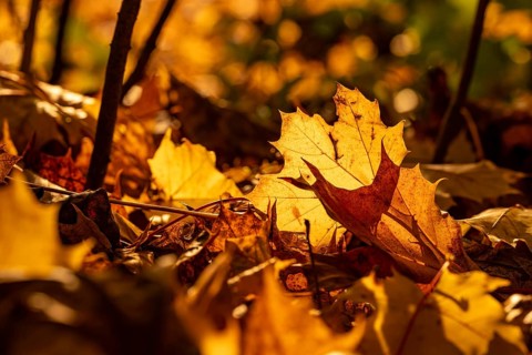 Autumnal yellow-orange leaves of the Norway maple (Acer platanoides) glow in the warm backlight,