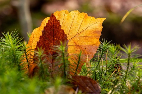 Close-up of autumn-coloured leaves against the light, amidst green lady's moss (Polytrichum