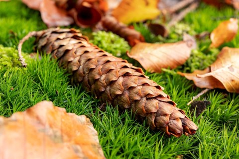 A ripe pine cone lies on lush green moss surrounded by autumn leaves at the bottom of a forest,