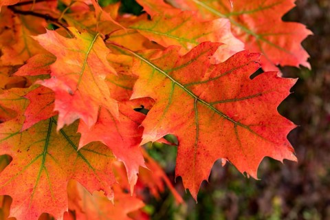 Close-up of the autumnal colourful leaves of a red oak (Quercus rubra) with red, orange and green
