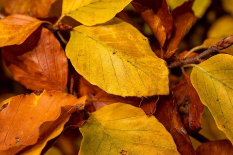 Format-filling close-up of the autumnal colourful leaves of a beech (Fagus) with yellow, orange and