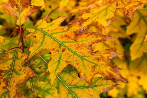 Close-up of the autumnal colourful leaves of a red oak (Quercus rubra) with yellow and green tones