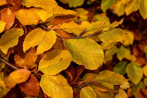 Full-format photograph of the autumnal, colourful leaves of a beech (Fagus) with yellow, orange and