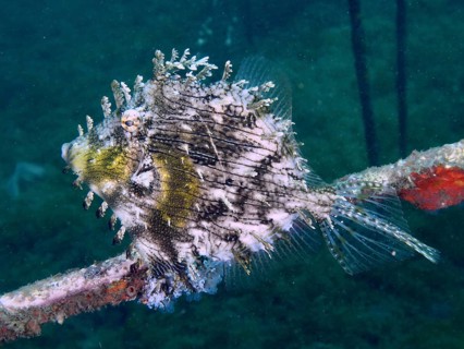 A bizarre jewellery filefish (Chaetodermis penicilligerus), filefish, swimming next to an