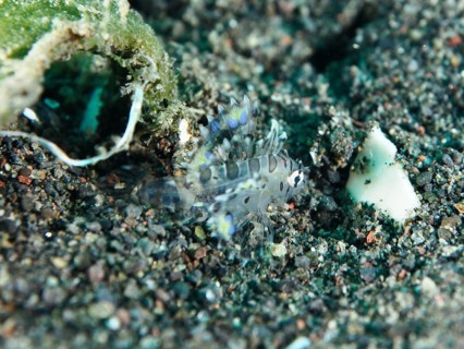 Small transparent fish with blue accents, zebra dwarf lionfish (Dendrochirus zebra) juvenile, on a
