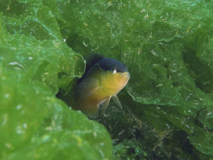 A small dwarf perch, blackback dwarf perch (Pseudochromis perspicillatus), hides among the green