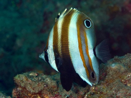 Striped fish with distinctive fins in brown and white, two-eyed coradion (Coradion melanopus) .