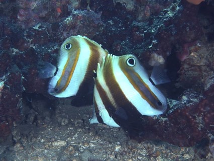 A pair of butterflyfish with a distinctive stripe pattern, two-eyed coradion (Coradion melanopus),