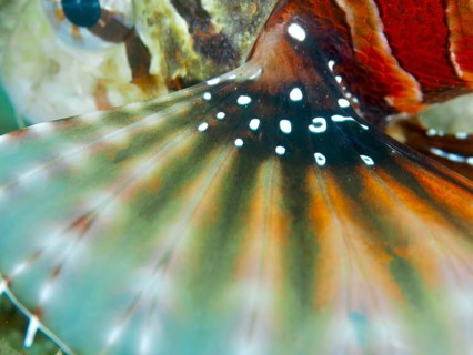 Close-up of a colourful fish fin with a high-contrast pattern of zebra dwarf lionfish (Dendrochirus