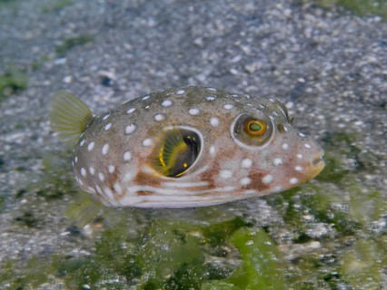 A spotted, roundish fish, white-spotted pufferfish (Arothron hispidus) juvenile, swimming over a