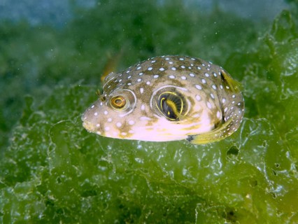 Pufferfish with white-spotted pattern, white-spotted pufferfish (Arothron hispidus) juvenile,
