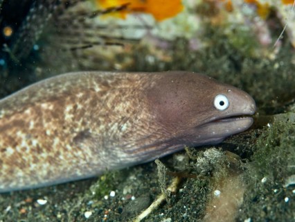 Close-up of white-eyed moray eel (Gymnothorax thyrsoideus), moray eel, with attentive facial