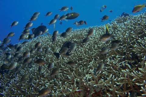 School of Ternate Swallowtails (Chromis ternatensis) over a coral reef in the blue ocean. Dive site