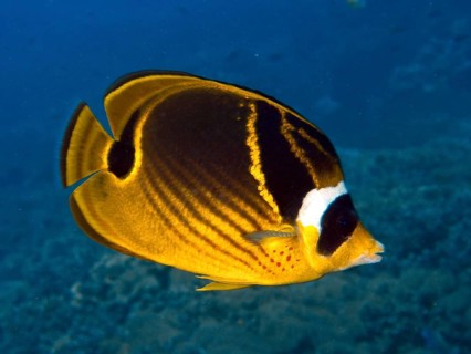 Yellow-black tobacco butterflyfish (Chaetodon fasciatus) in a tropical coral reef. Dive site
