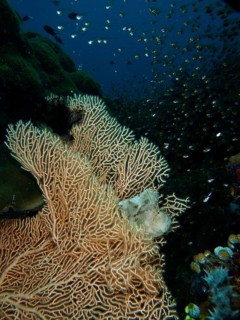 A well-camouflaged fish, a rocking fish (Taenianotus triacanthus), lurks for prey in a giant fan